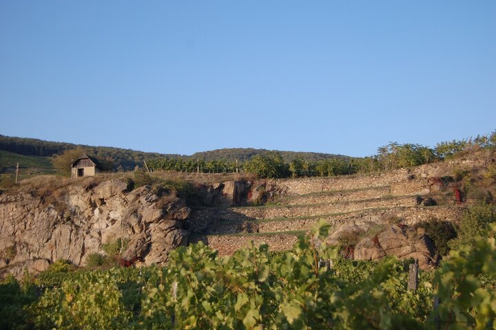 Weinterrassen / Wine terraces (c) Schwarz