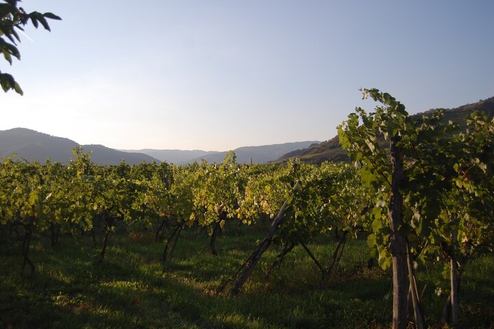 Weingarten / Vineyard (c) Schwarz
