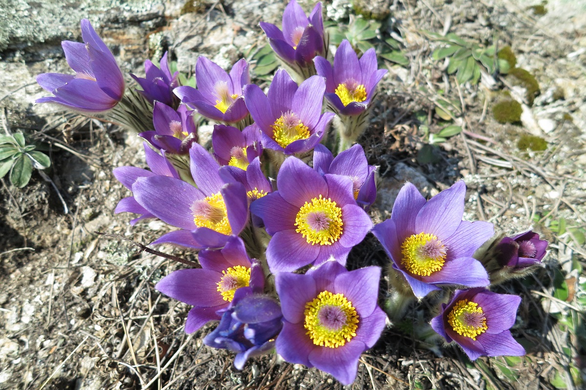 Kuhschellen am Wegrand / Flowers on the wayside (c) Latzer