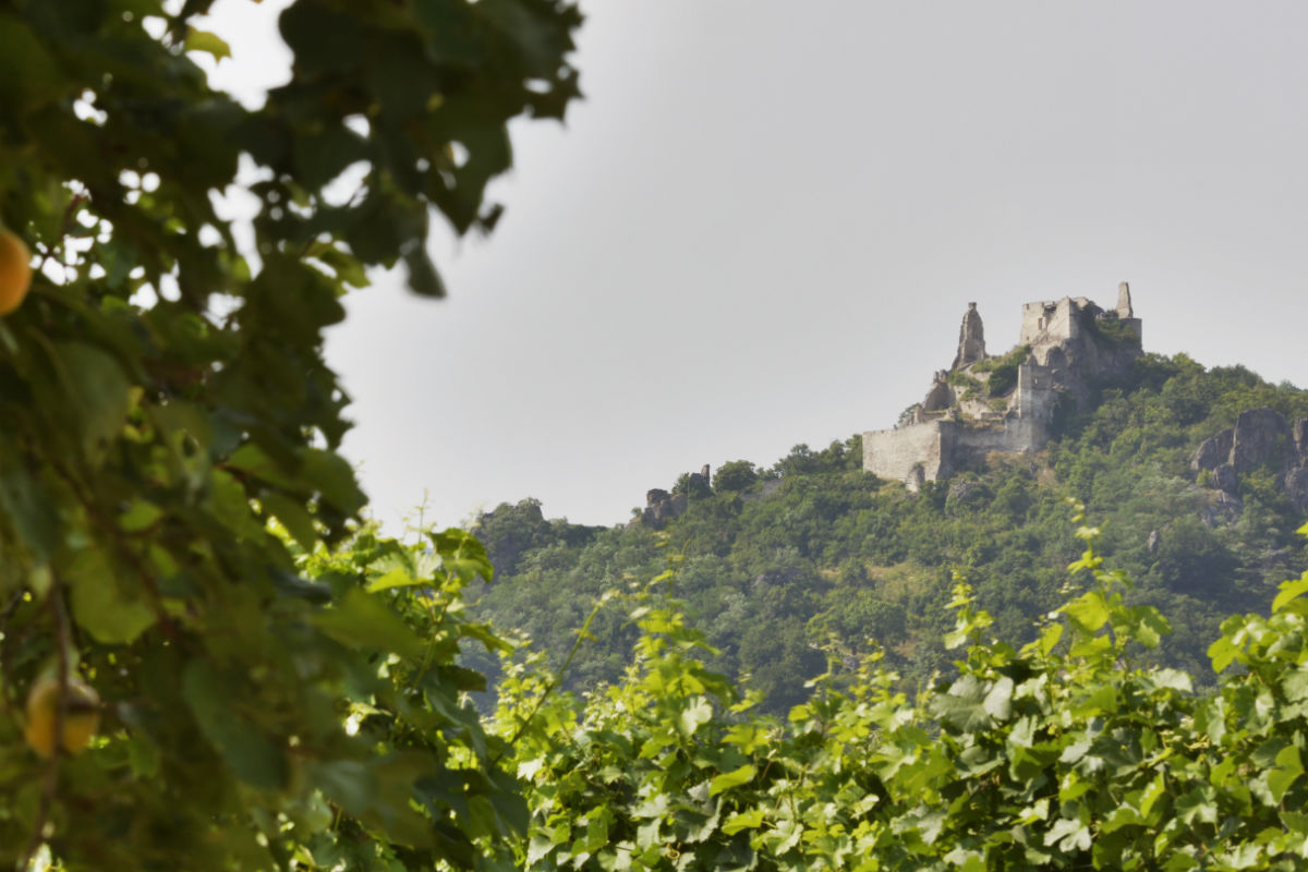Blick auf die Ruine / View at the castle ruin Dürnstein (c) Donau Niederösterreich/Steve Haider